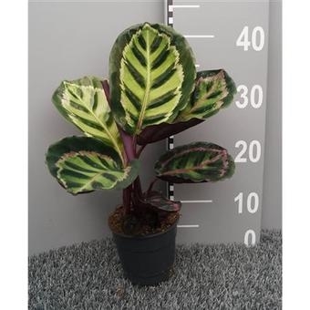 Калатея Розеопикта К