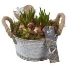 Мускари в белом круглом цинковом кашпо PTMB6164