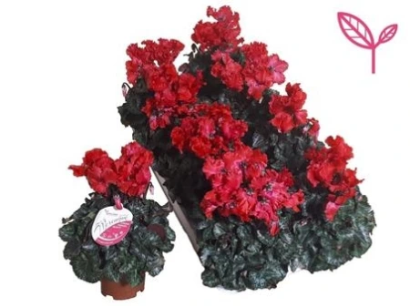 Цикламен Махровый Красный