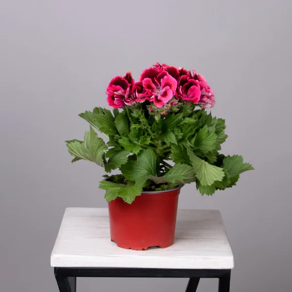 Пеларгония Гранди Пинк Вайт (розовая с темной серединкой)_4