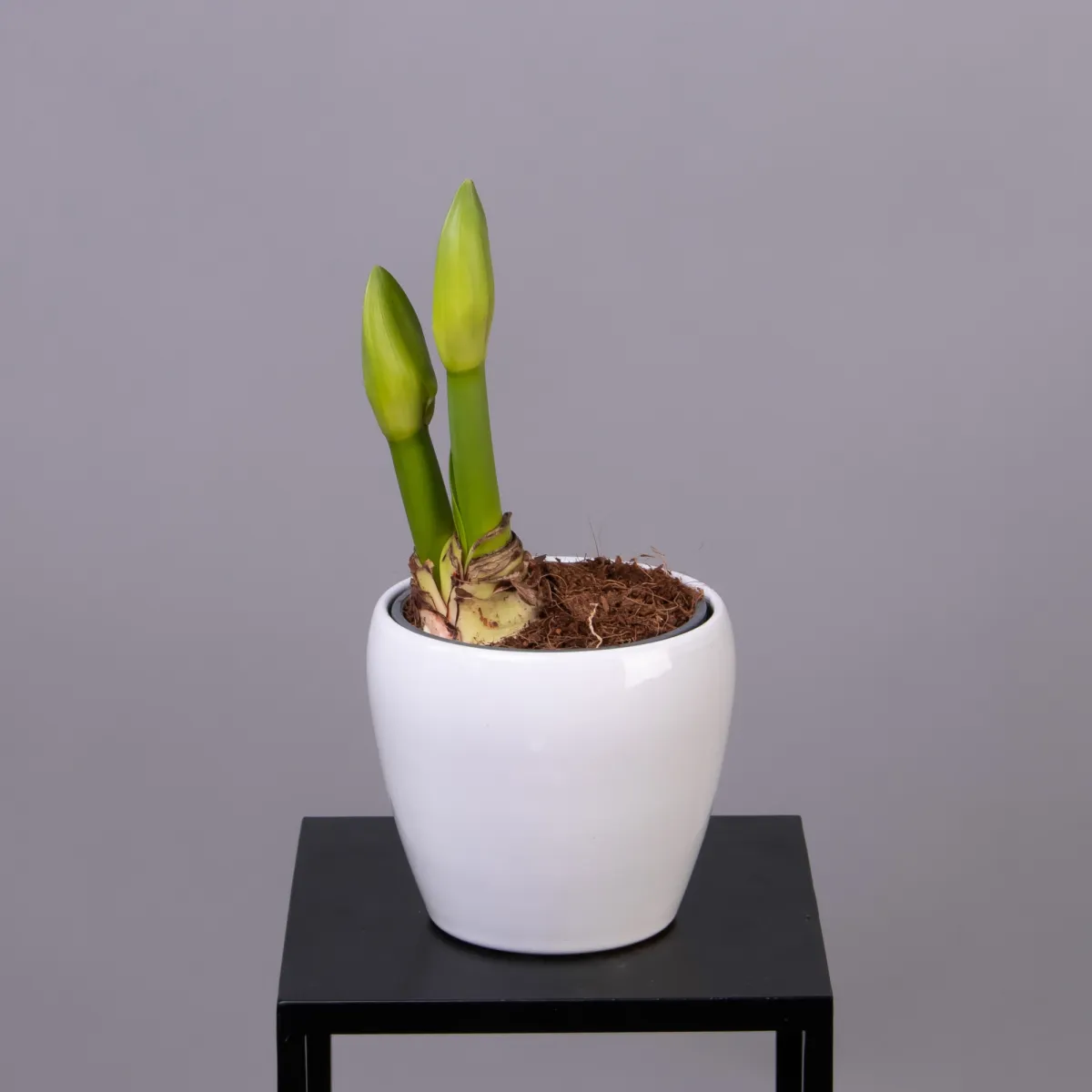 Гиппеаструм