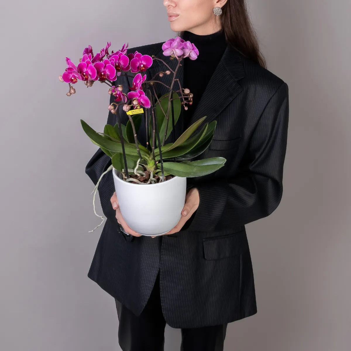 Фаленопсис Беллисимо Микс_2