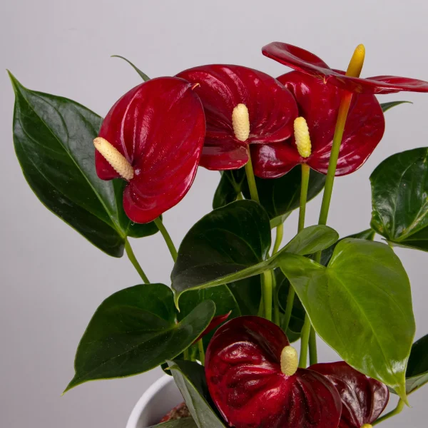 Антуриум андрианум Эсудо_3