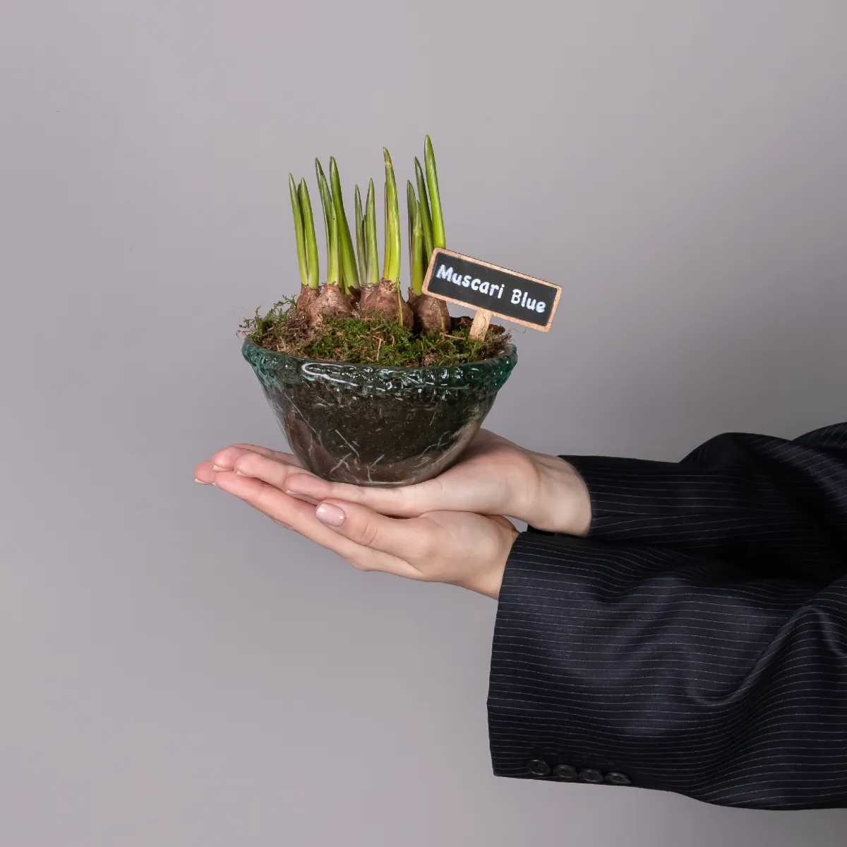 Мускари в зеленом стеклянном кашпо  PTMB1003_2