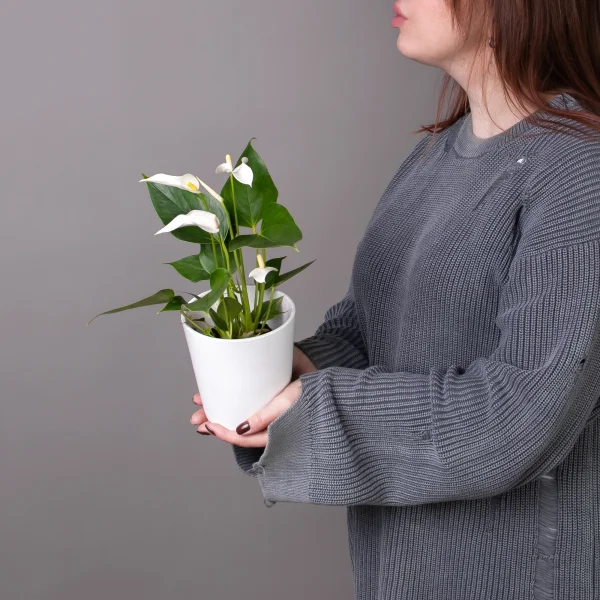 Антуриум андрианум Лилли белый_1