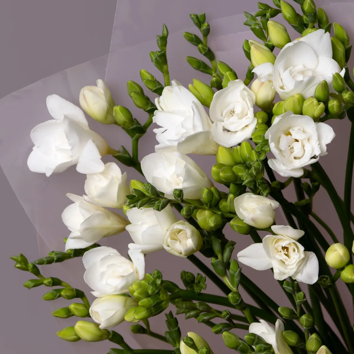 Букет Фрезия "Эн Ван Вайт"_4