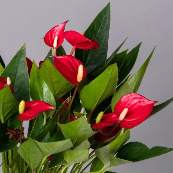 Антуриум Многоцветковый Красный К_3