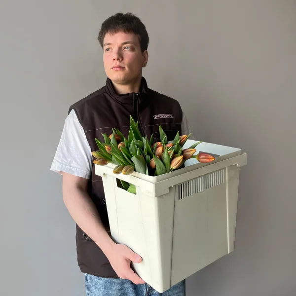 Тюльпан "Эн Апдейт"_2