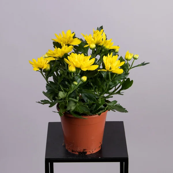 Хризантема Махровая Желтая