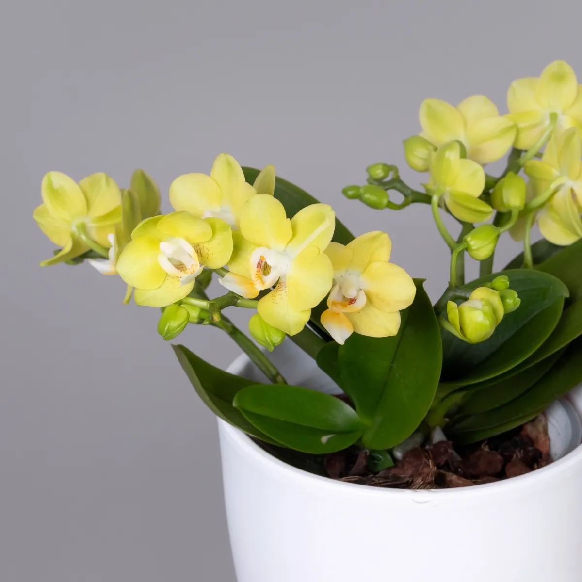 Фаленопсис тейбл Лемон 3 ст_3