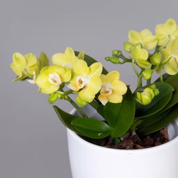 Фаленопсис тейбл Лемон 3 ст_3