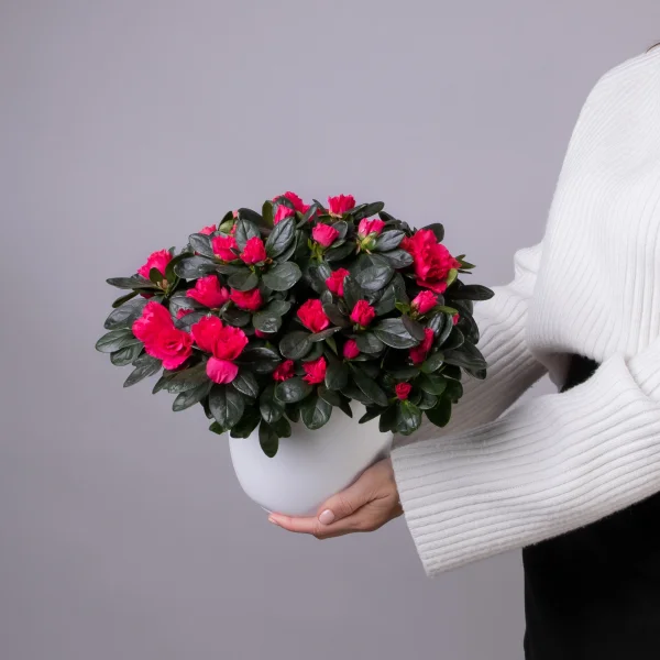 Азалия Индика Красная