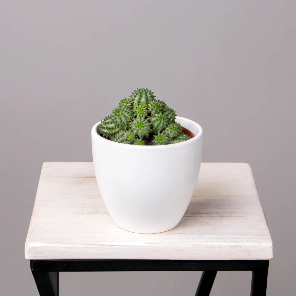 Эуфорбия Сюзанна_1