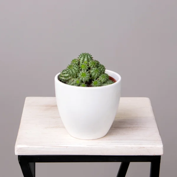 Эуфорбия Сюзанна_1