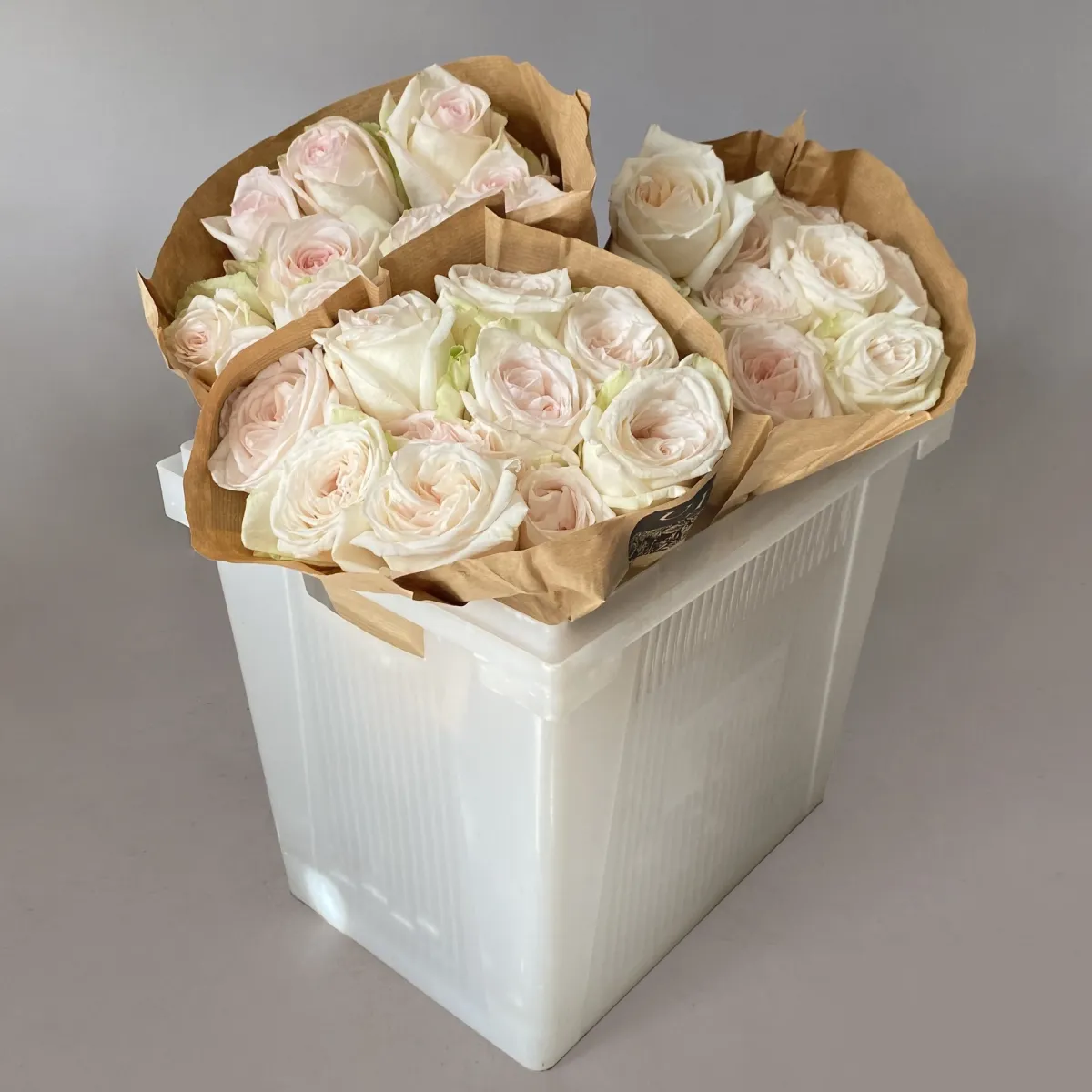 Роза_пионовидная "Вайт О