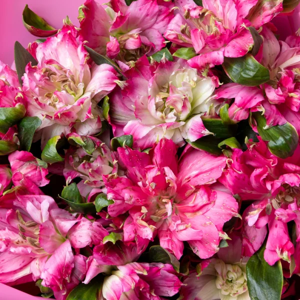 Букет Альстромерия "Софиена"_4