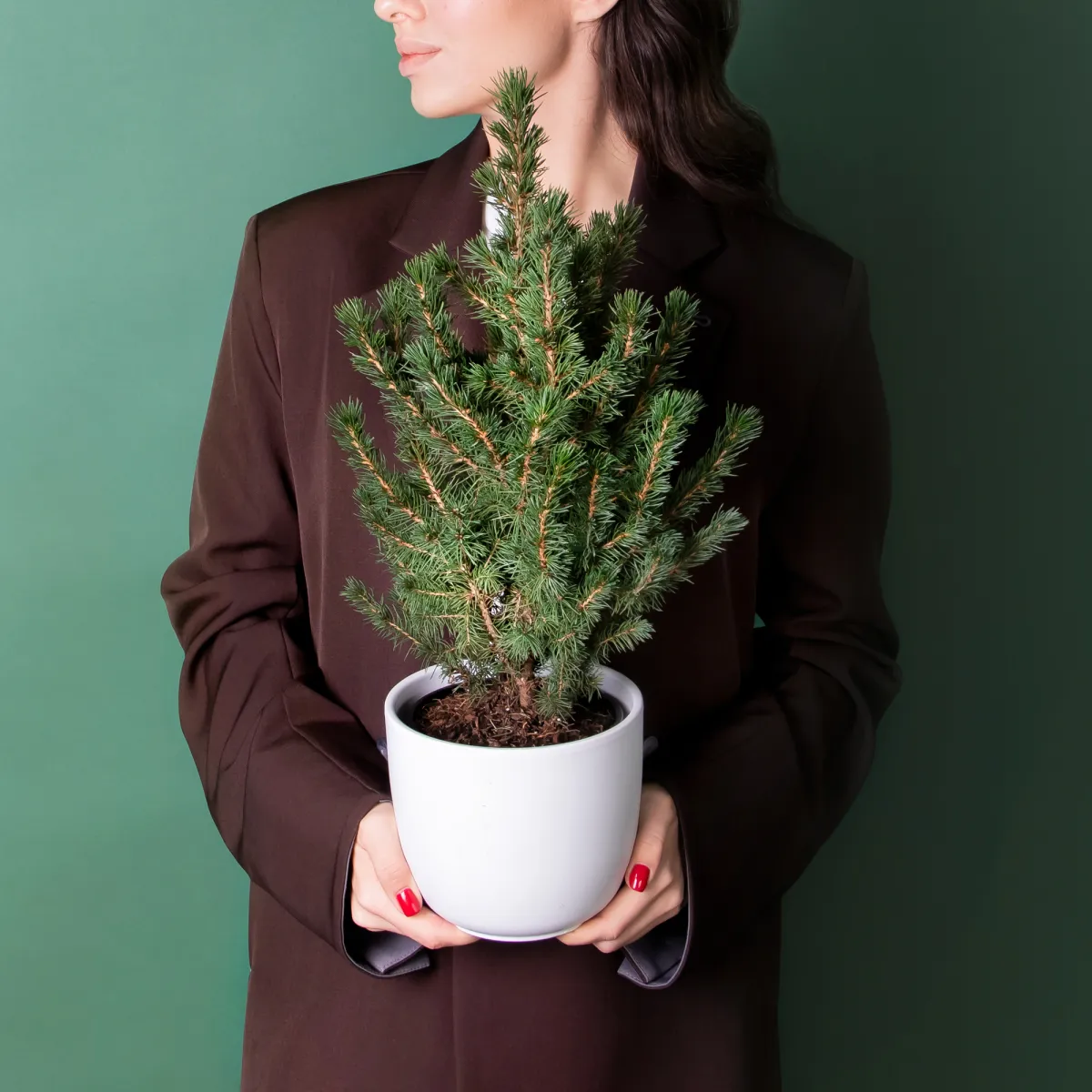 Ель Коника в новогодней упаковке_2