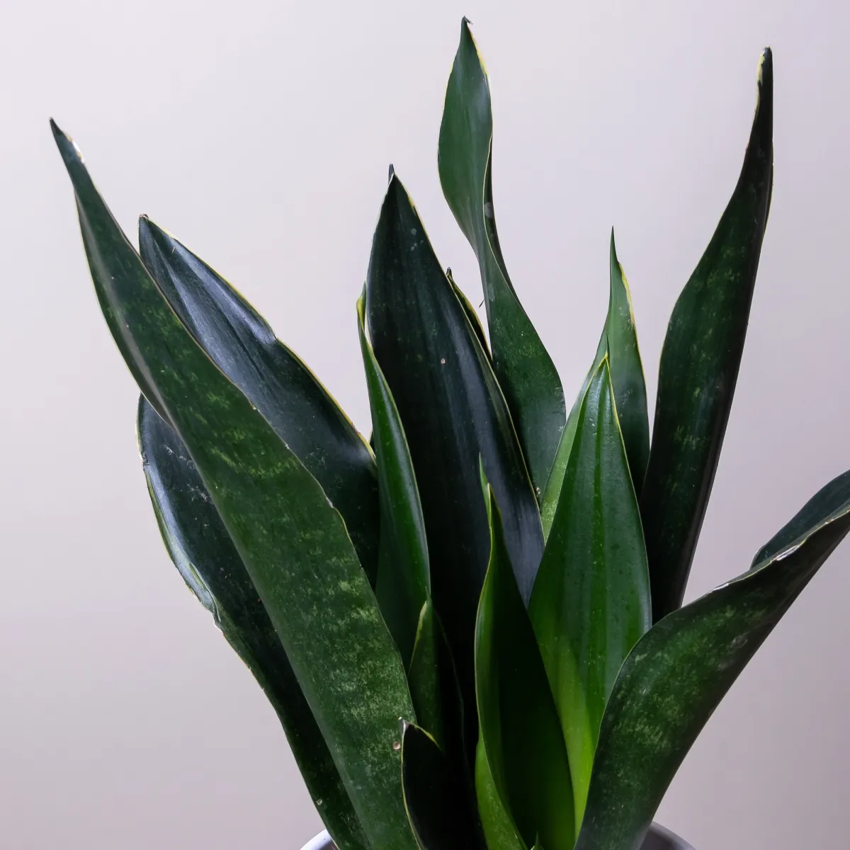 Сансевиерия Блек Диамонд3