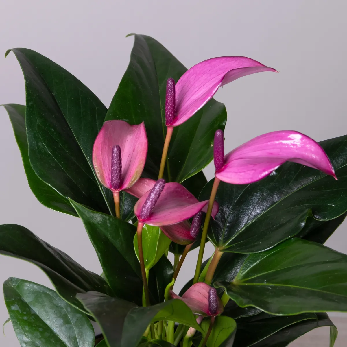 Антуриум андрианум Беби Пепл К_3