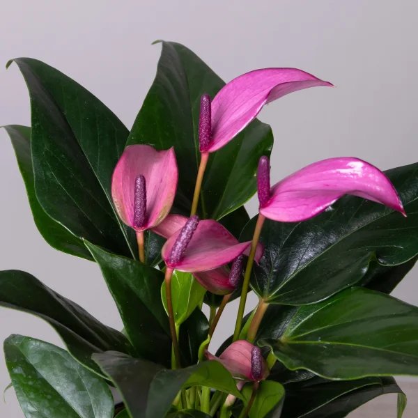 Антуриум андрианум Беби Пепл К_3