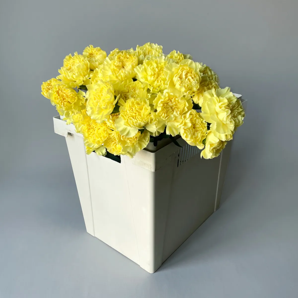 Гвоздика "Йеллоу"_1