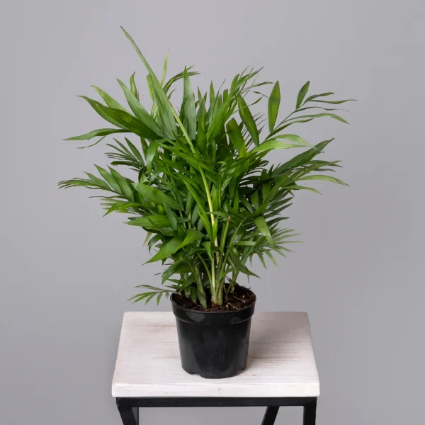 Хамедорея К_4