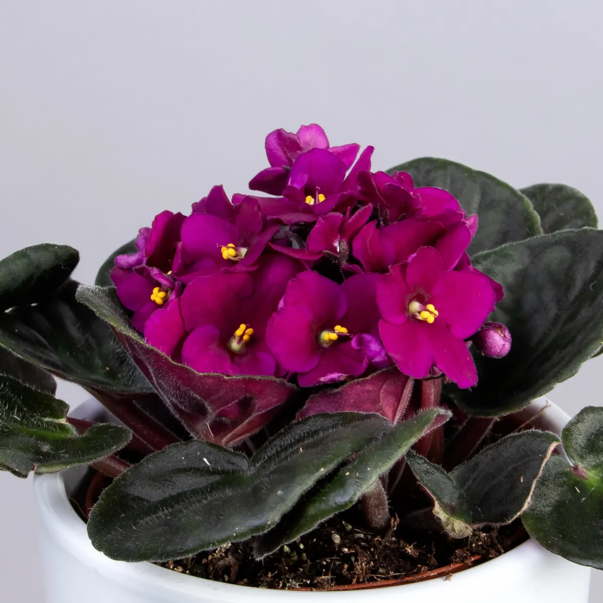 Фиалка Малиновая 1