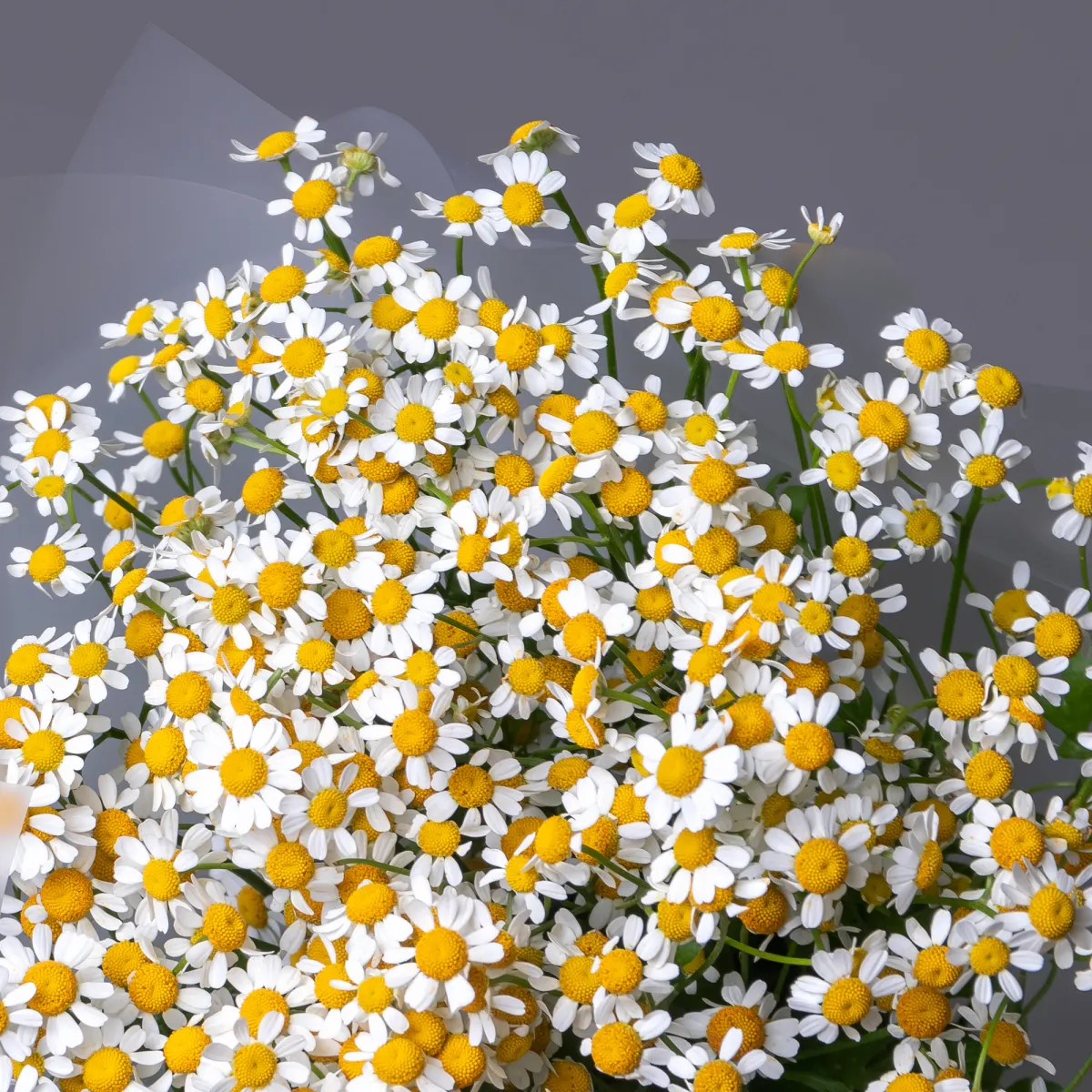 Букет Матрикария "Сингл Вигмо"_4