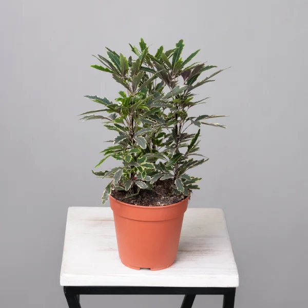 Дизиготека Бианка4