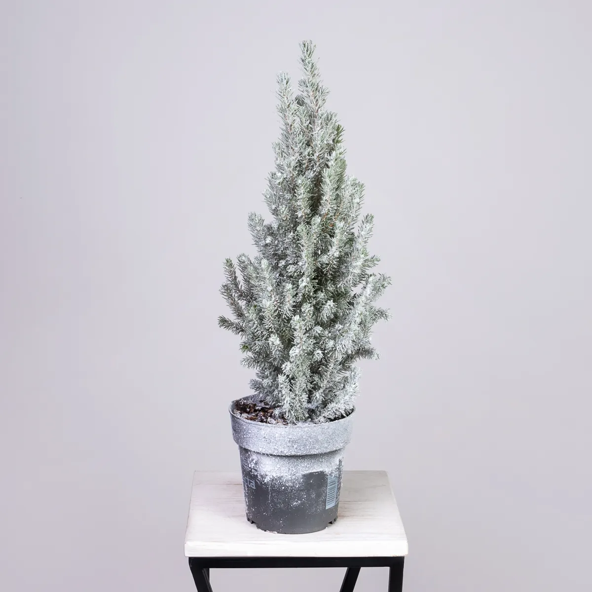 Ель Коника заснеженная PTK24502_4