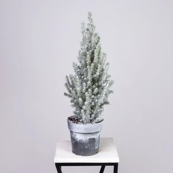 Ель Коника заснеженная PTK24502_4