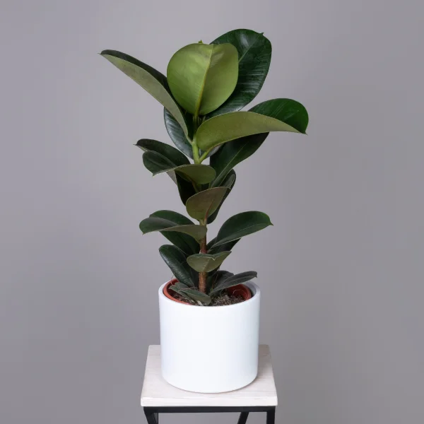 Фикус эластика София К_1