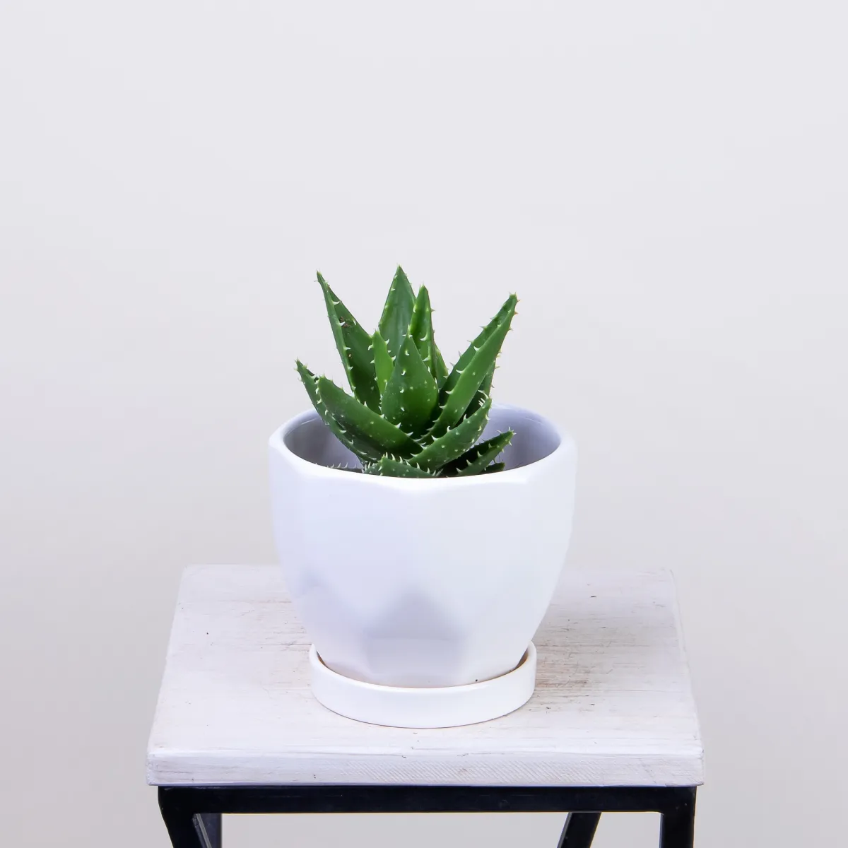 Алоэ Перфолиата1