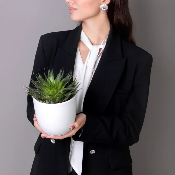 Алоэ Аристата_2