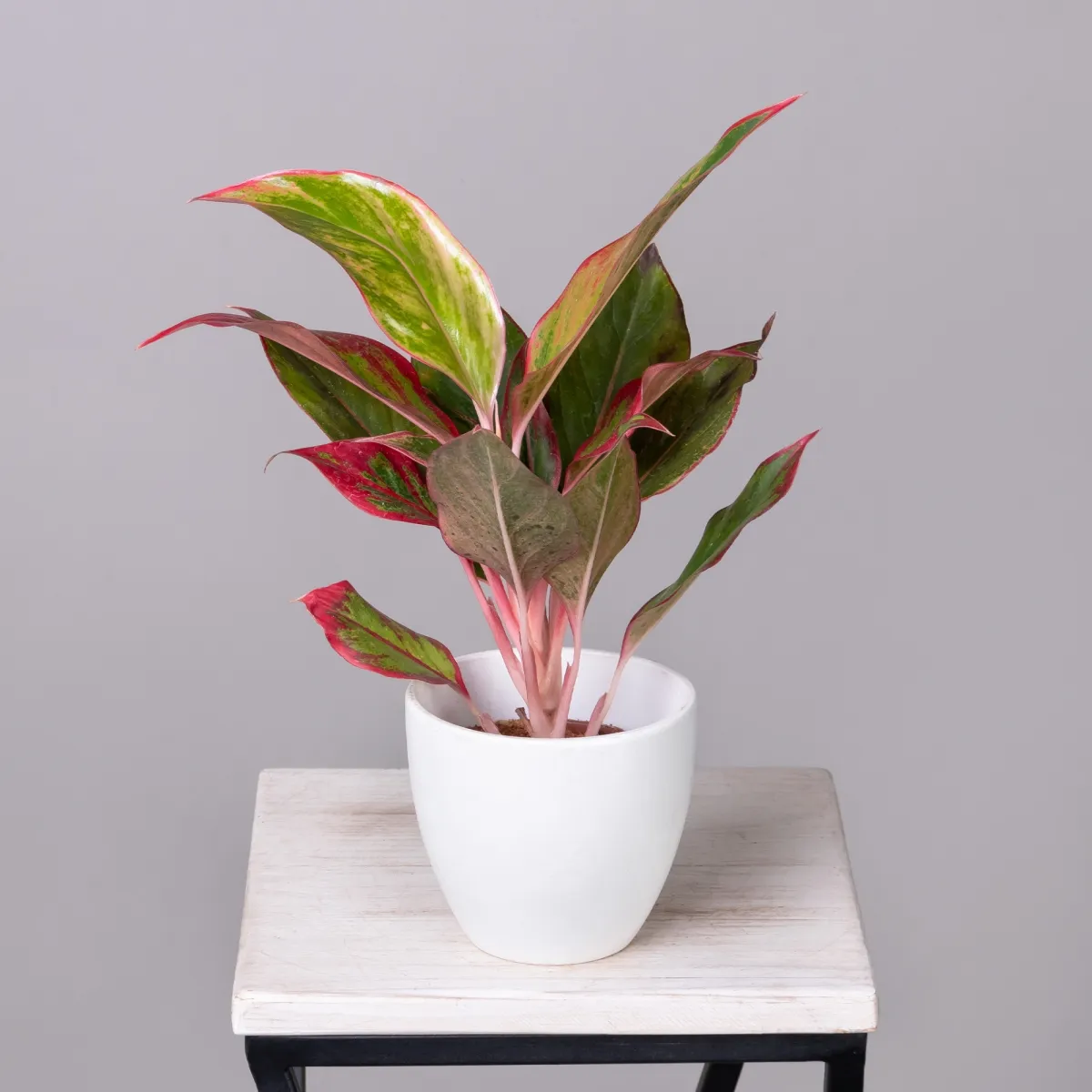 Аглаонема Сиам Аврора К_1