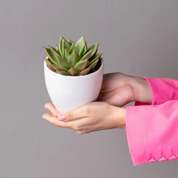 Эхеверия Эбони2