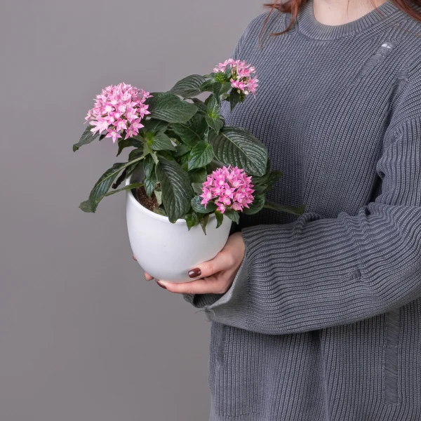 Пентас Розовый_1