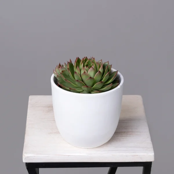 Эхеверия Липстик_1