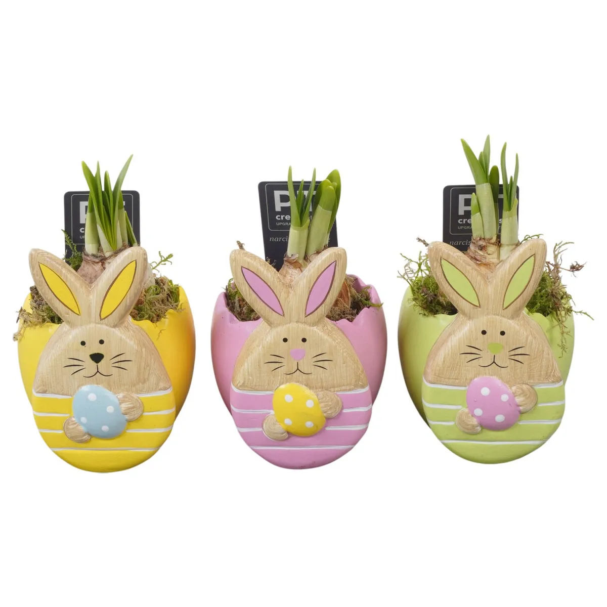 Нарцисс композиция Зайки PTNP4542