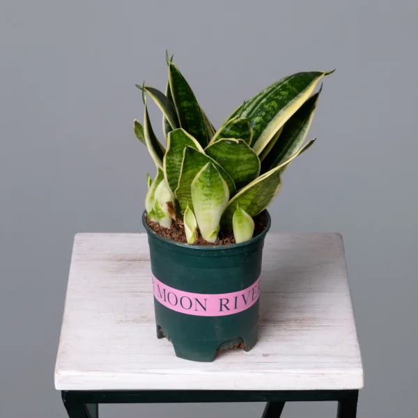 Сансевиерия Голден Эйдж К_4