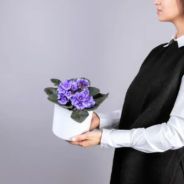 Фиалка Голубая 1