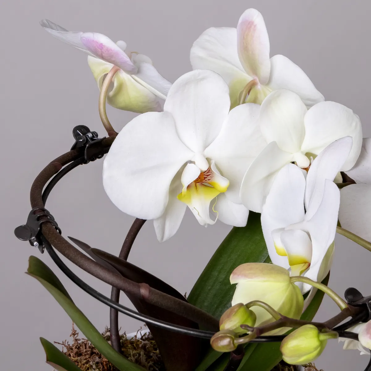 Фаленопсис Люкс Белый в белой керамике и в коробке_3