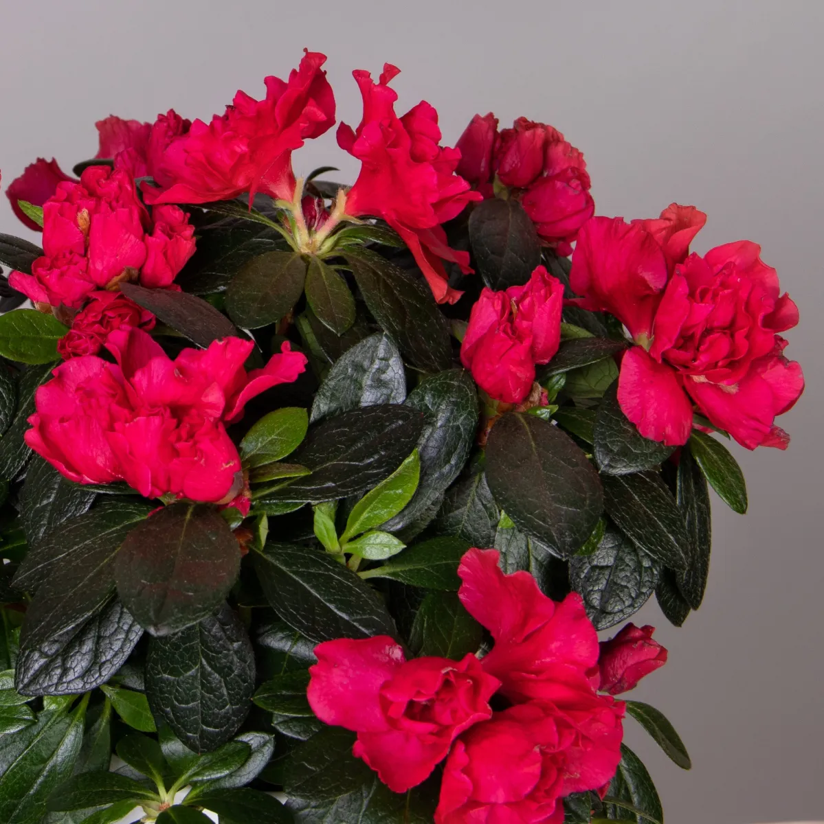 Азалия Отто красная_2