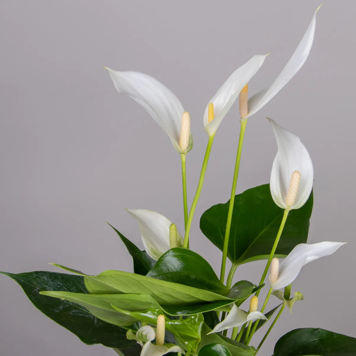 Антуриум андрианум Многоцветковый Кава_3