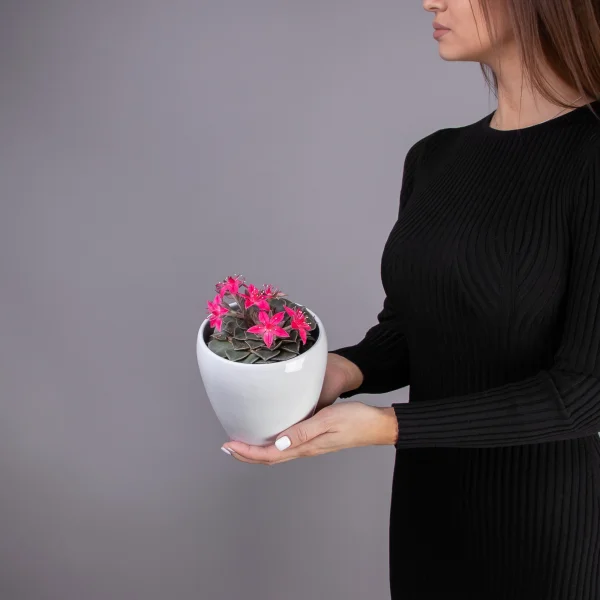 Граптопеталум Цветущий