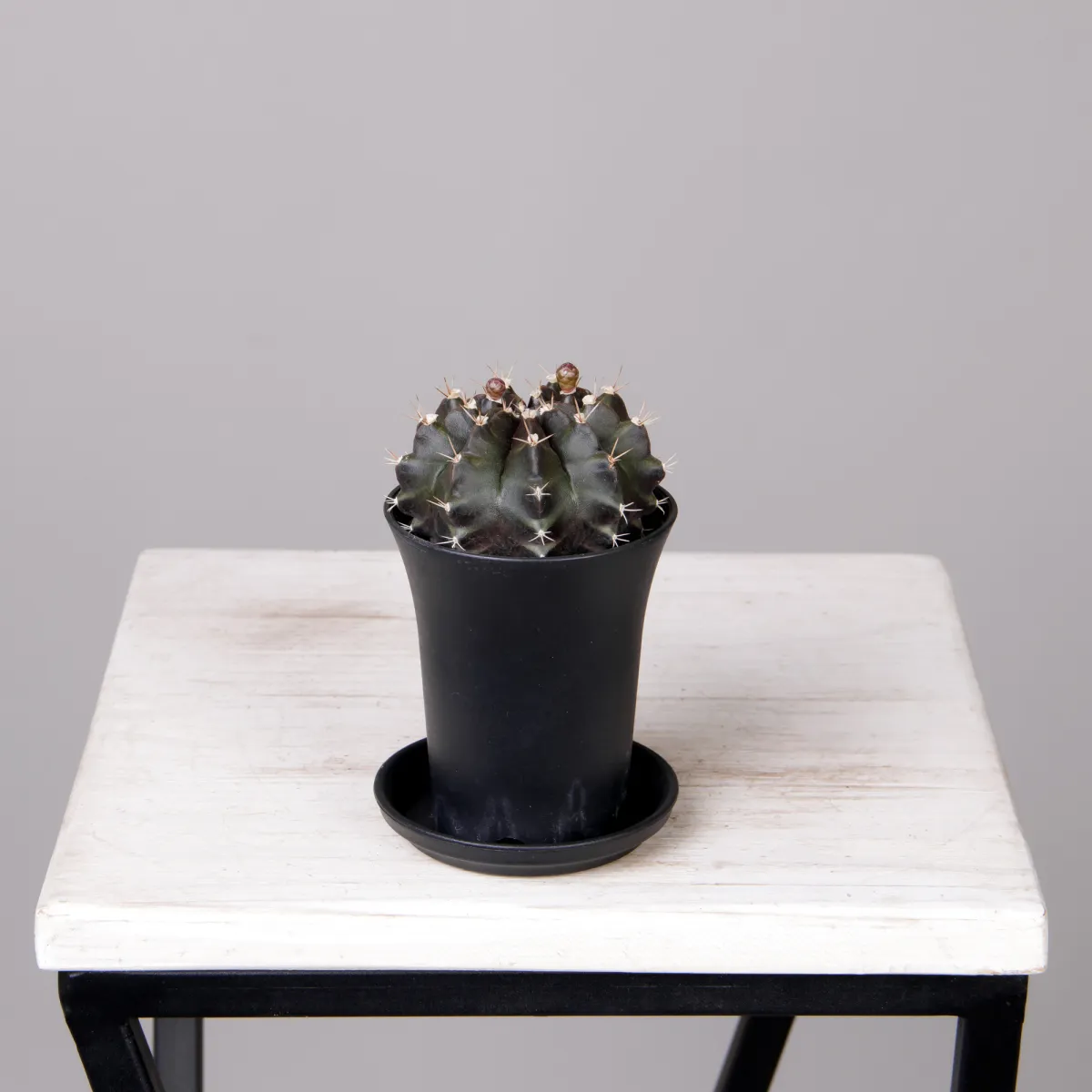 Гимнокалициум Красный_1