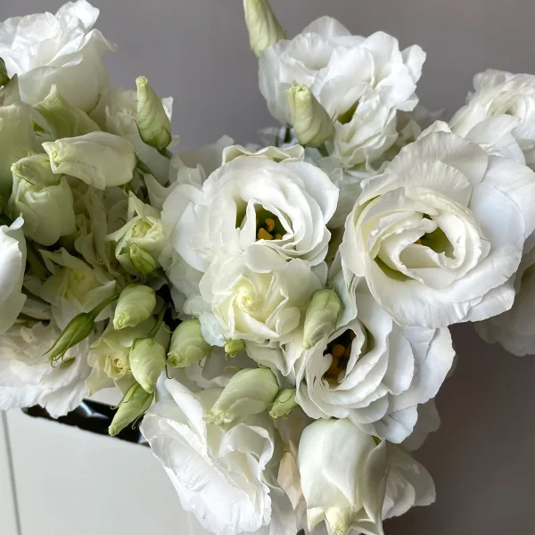 Лизиантус "Ду Арена Джиант Вайт"_3