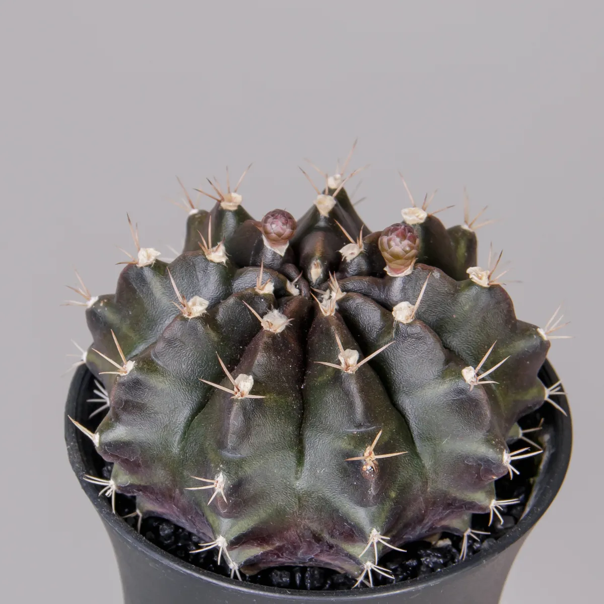 Гимнокалициум Красный_3