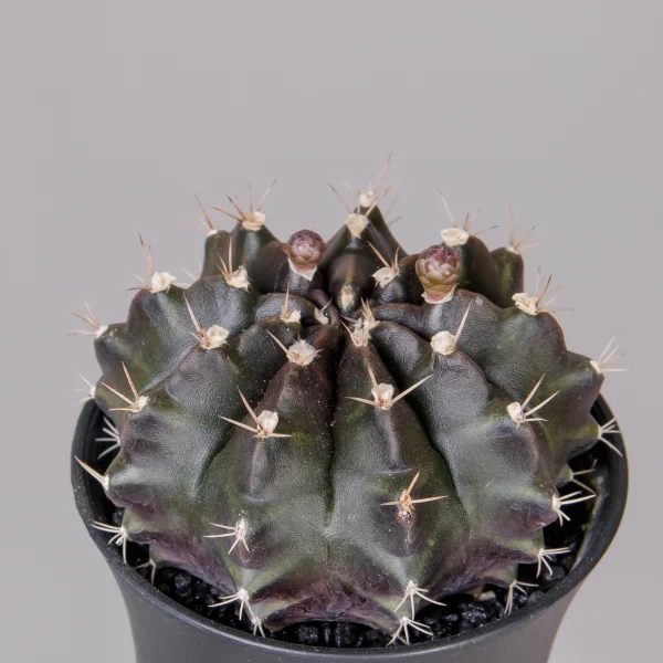 Гимнокалициум Красный_3