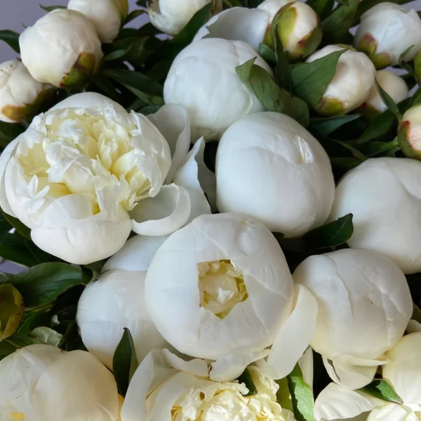 Пион "Дюшес де немур"